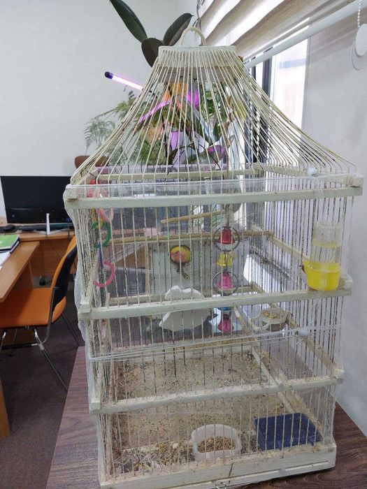 Продаются попугаи неразлучники