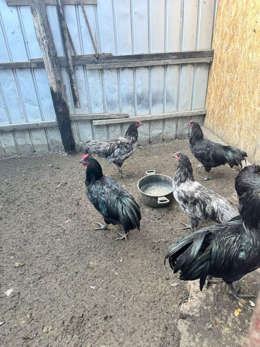 Vand cocosi gaini pui australorp