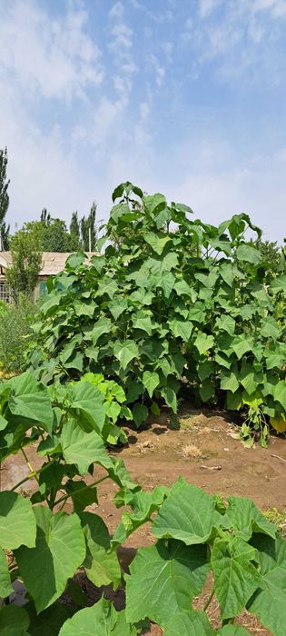 Павловния деревья сорта ФТЕ и М-1 здоровые крепкие в кол-ве более 2000