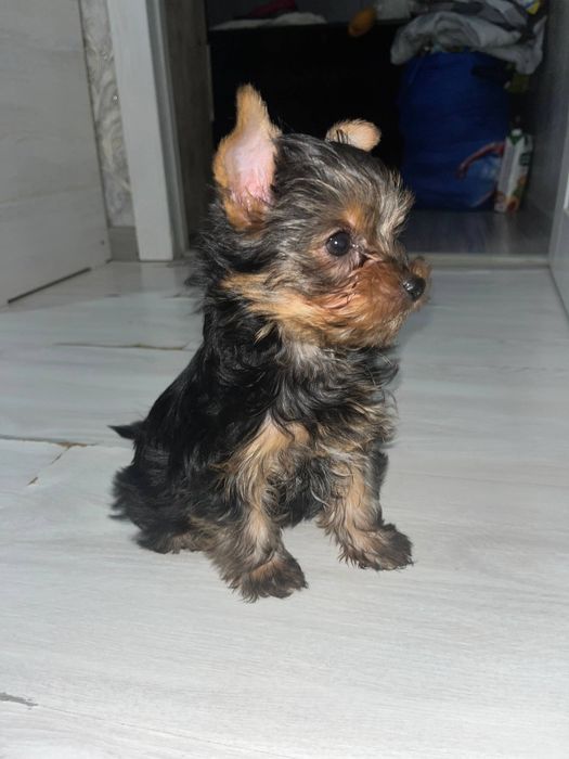 Продается Йоркширский терьер