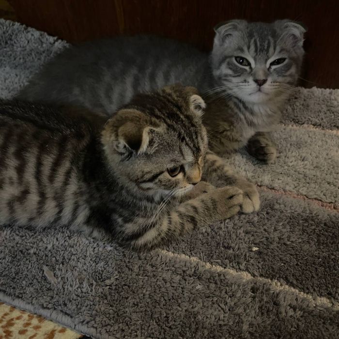 Продаются котята 3 с половиной месяца скотишфулд британцы