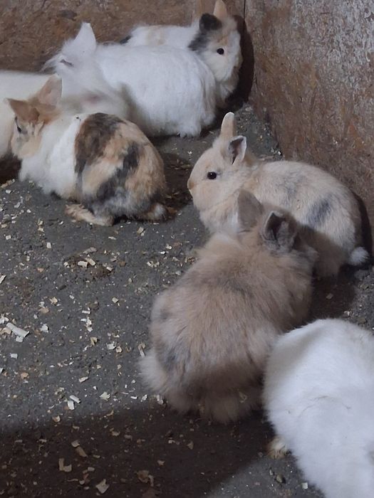 Iepurași cap de leu de vânzare