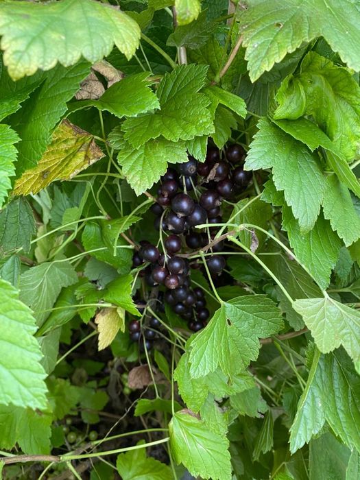 Продам дом в Петерфельде