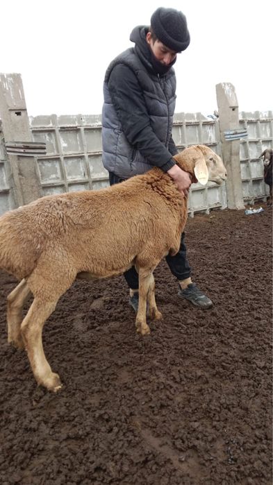 Продам кошкар 2 головы