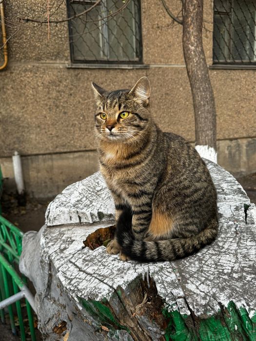 Кот (котенок, котик) дети во дворе назвали - Грибочек.