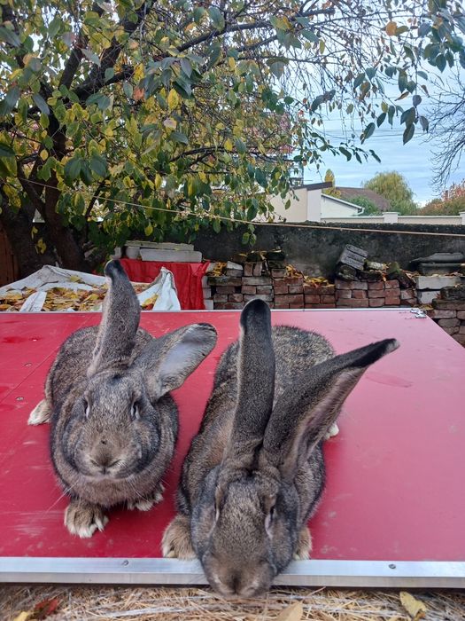 Vind 2 femele de urias german