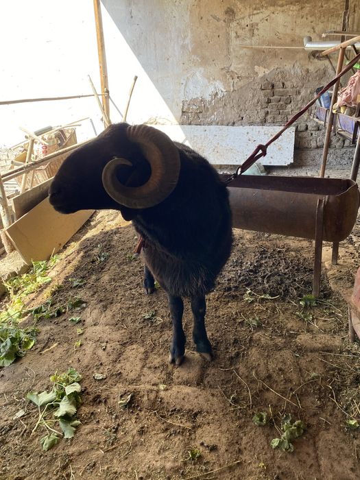 Qora qochqor sotiladi