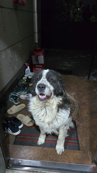 Потерялся собака