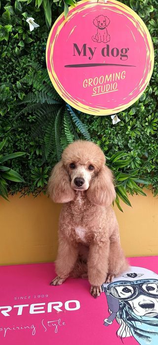 Мини пудели, родени на 07.10.