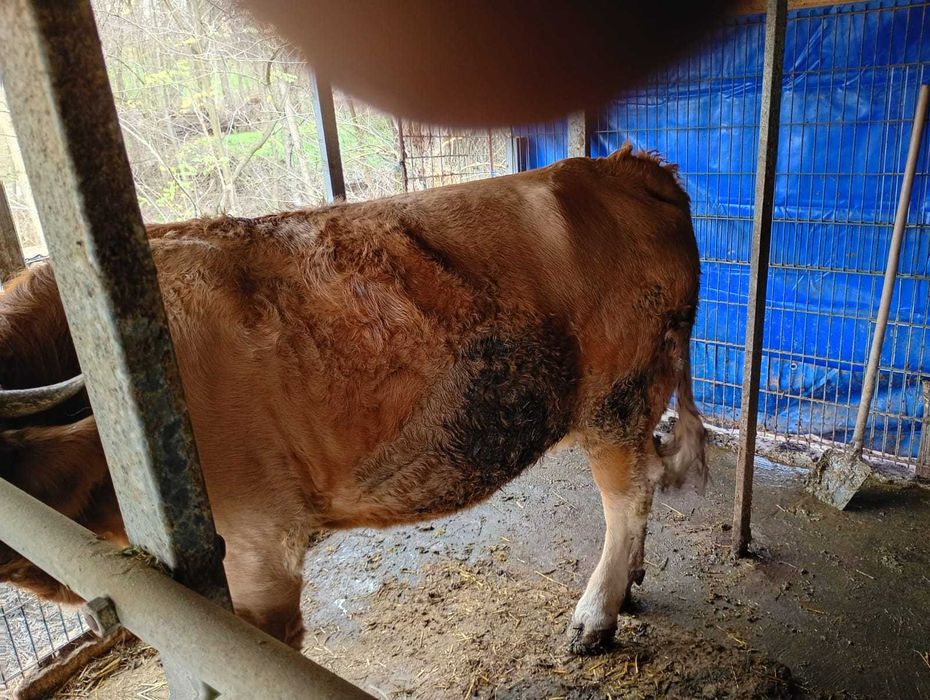 Vind vaca baltata romanesca