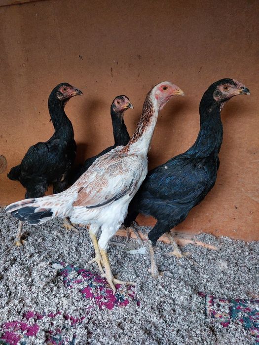 Makiyon tovuq shamo korea