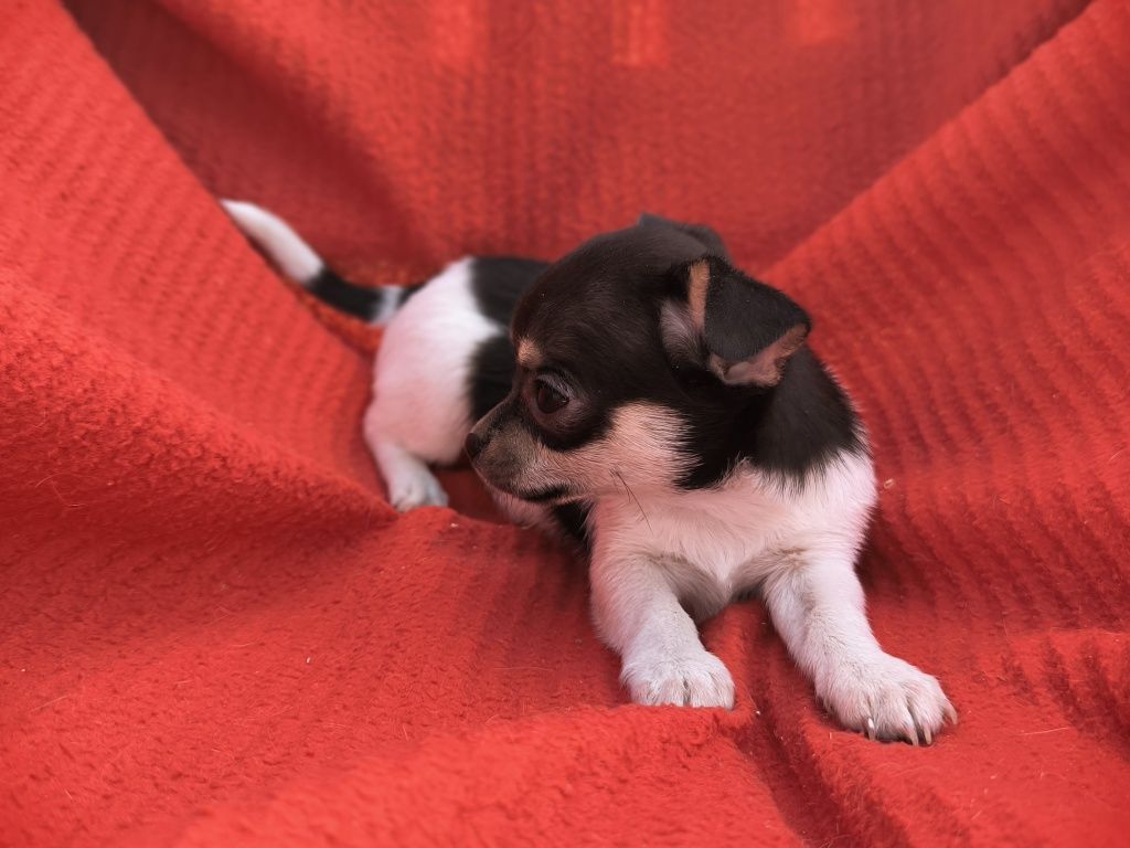 Vand baietel Chihuahua mini tricolor
