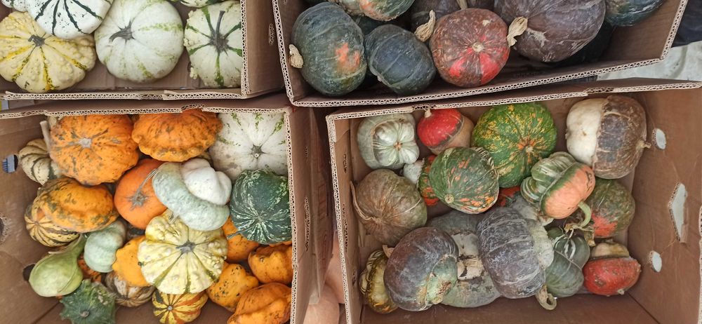 Тикви  за декорация