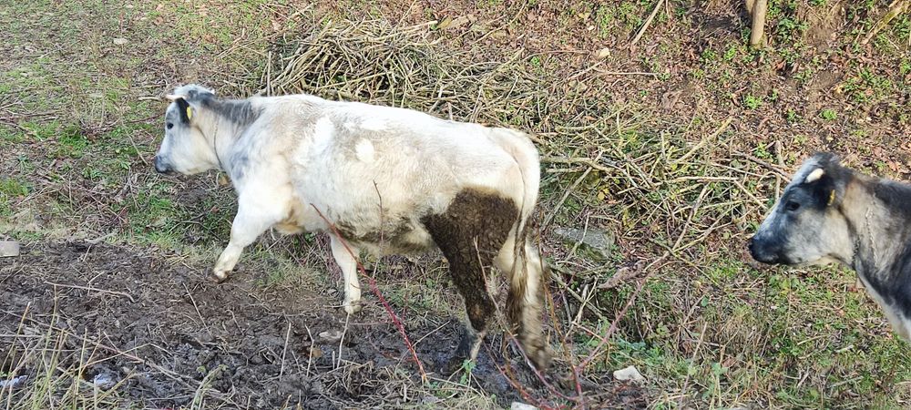 Juninca de vanzare rasa belgiana