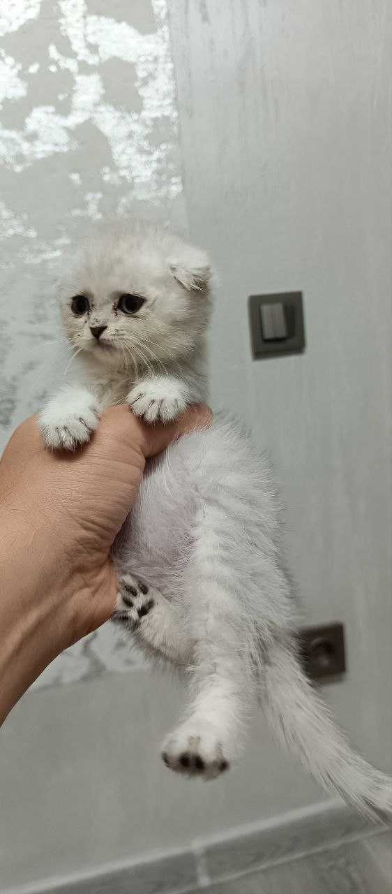 Kotyata Skotishfold Skotish strite. Котята Скотиш фолд Скотиш страйт.