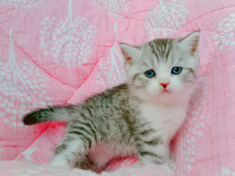 Роскошные Шотланские котята