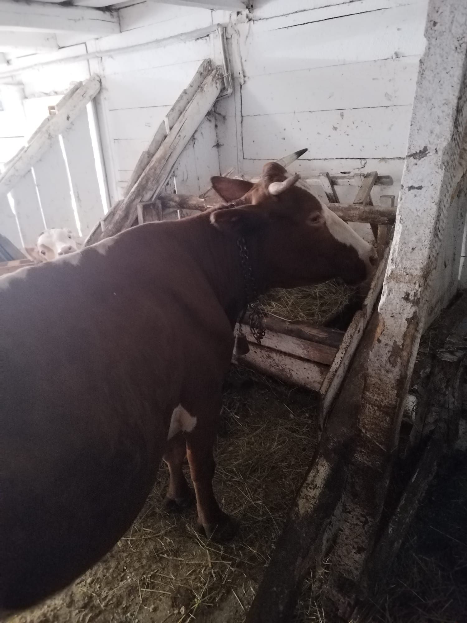 Vând vaca bălțată românească și vițel
