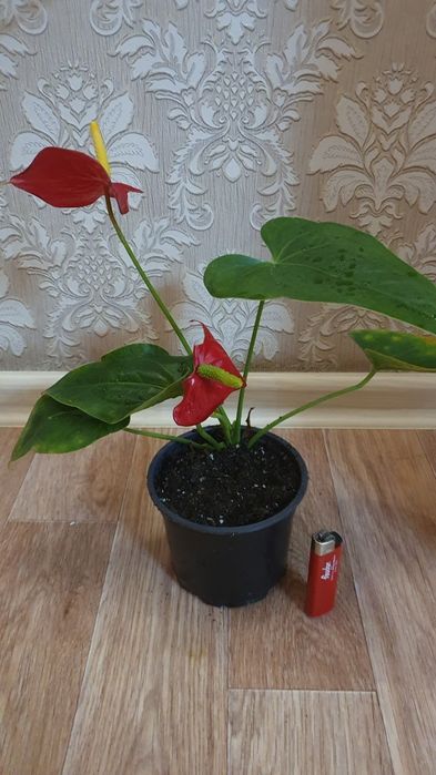 Антуриум 4 тыс.комнатное не прихотливое растение не пребует большого у