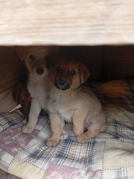 Добрые щенята очень