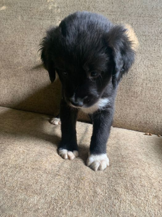 Предлагам за осиновяване