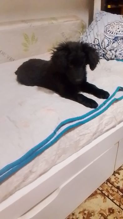 Собаки спаниель мальчик