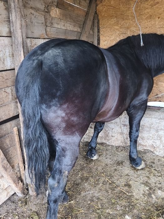 Vând iapa de 7 ani gestanta