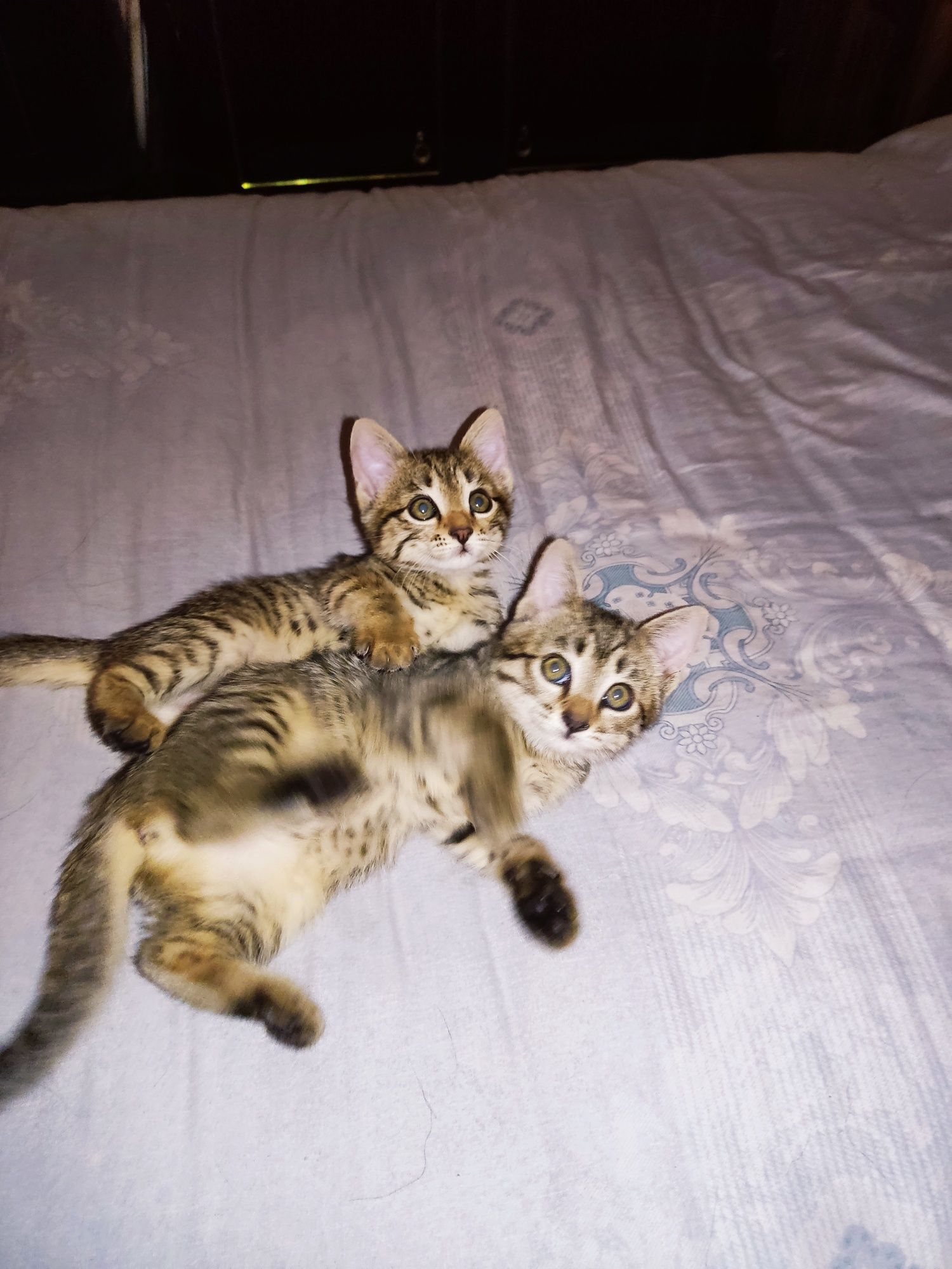 В добрые руки котята