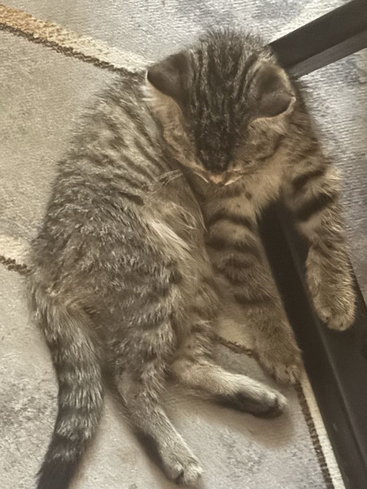Котенок 3,5месяц мальчик