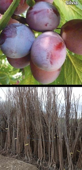 Caisi-pomi fructiferi