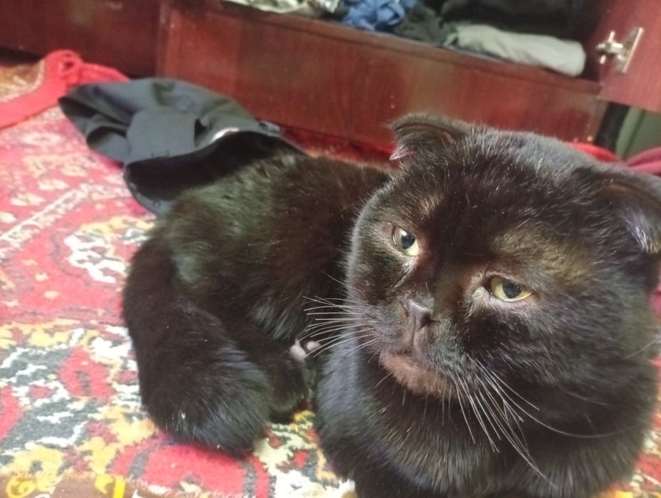 Зоттор мушук еркак юввош