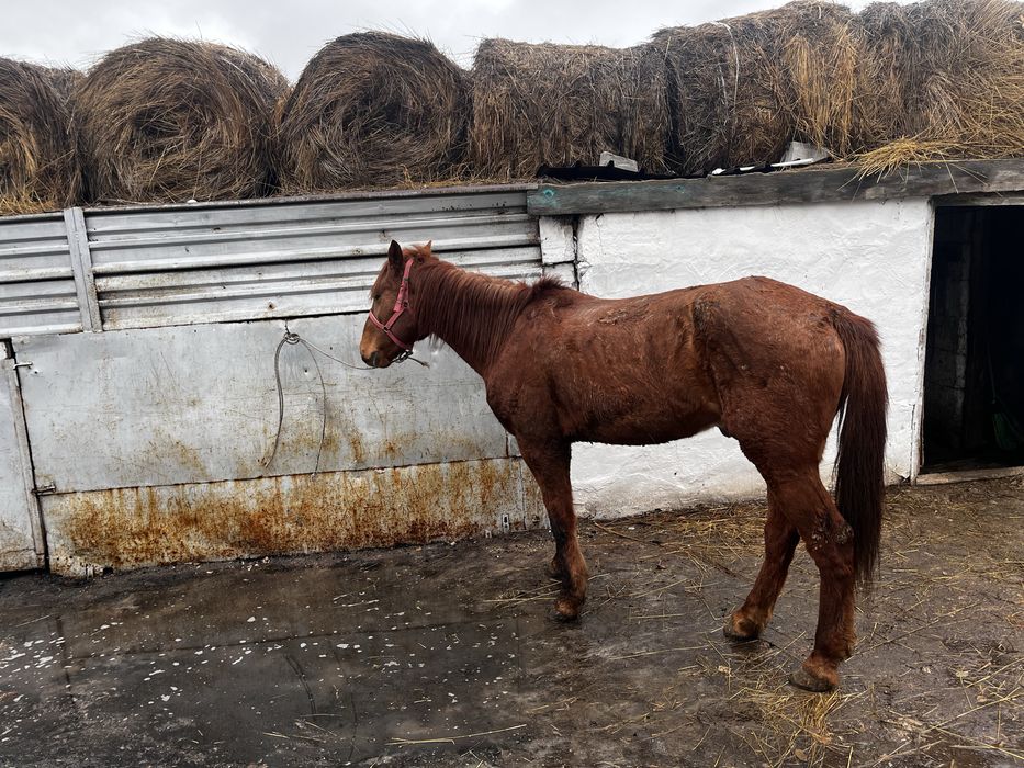 Продается лошадь мерин