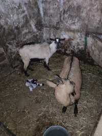 Молочные дойные козы