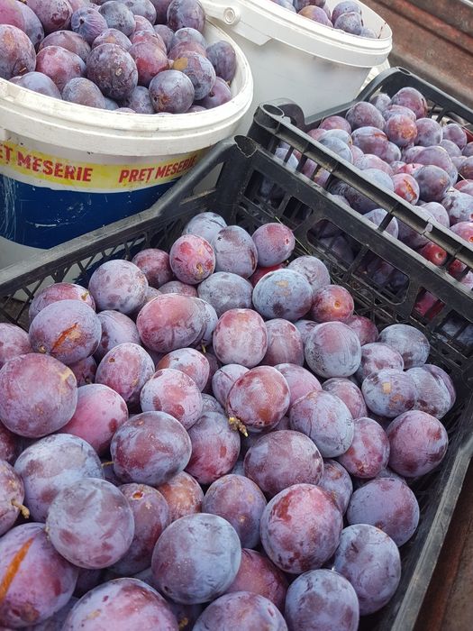 Prune de vanzare pentru preparare tuica palinca