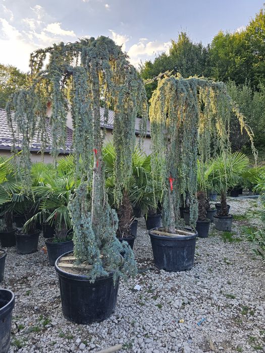 Cedru plangator ( vand cedrii pendulari ) cedrus atlantica glauca
