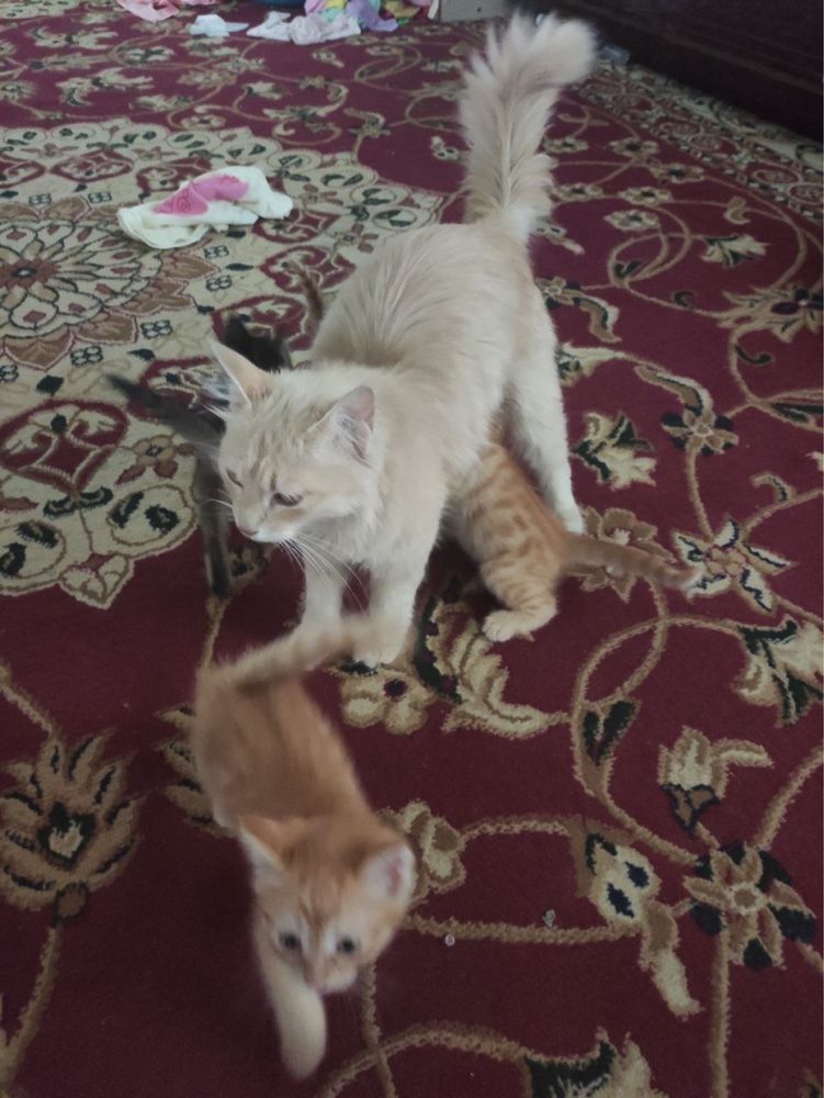 Mushuk bolalari bilan