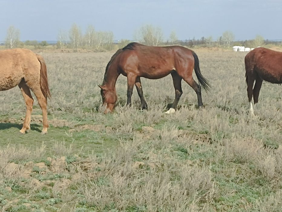 Ағылшын бие сатылады