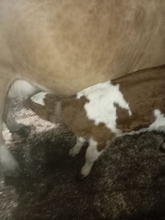 Vaca de 5 ani cu vițel