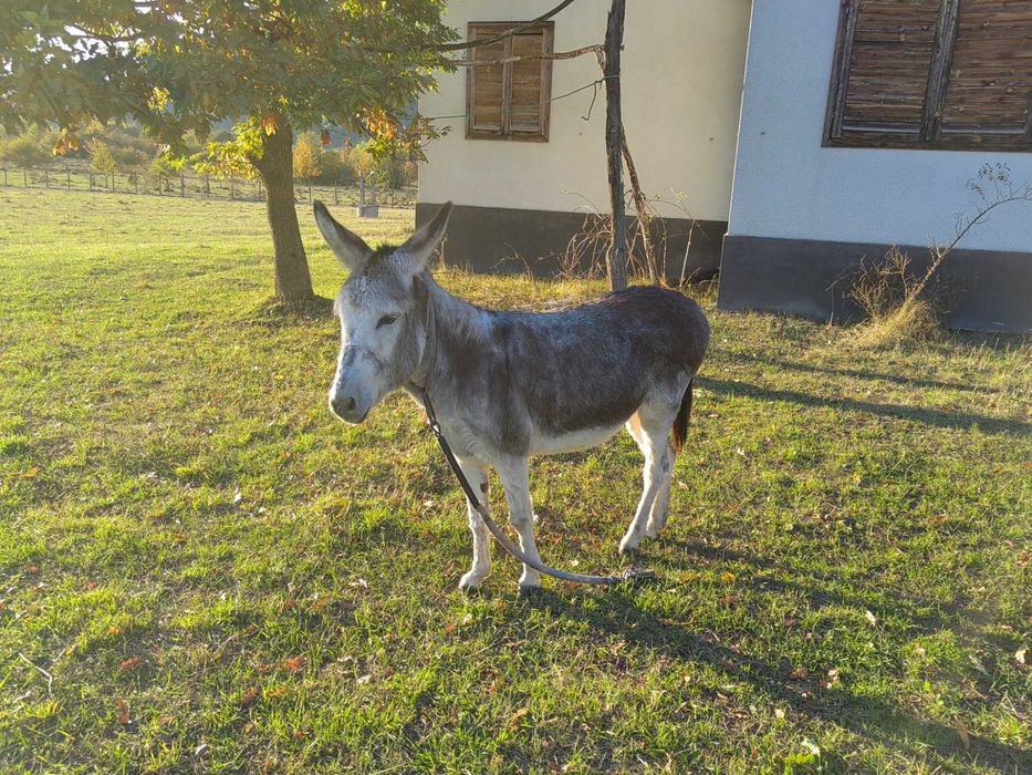 Vând măgăriță tânără mai multe detalii la numărul de telefon