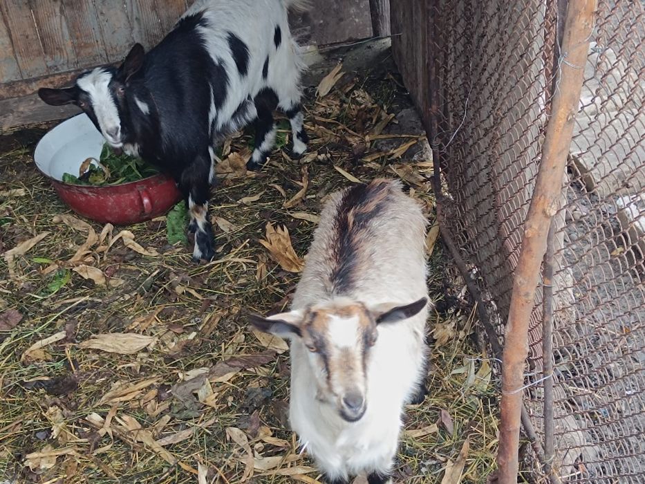 Vând capre și iezi