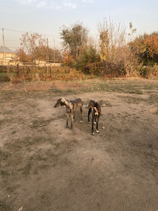 Тазы иттер сатылады