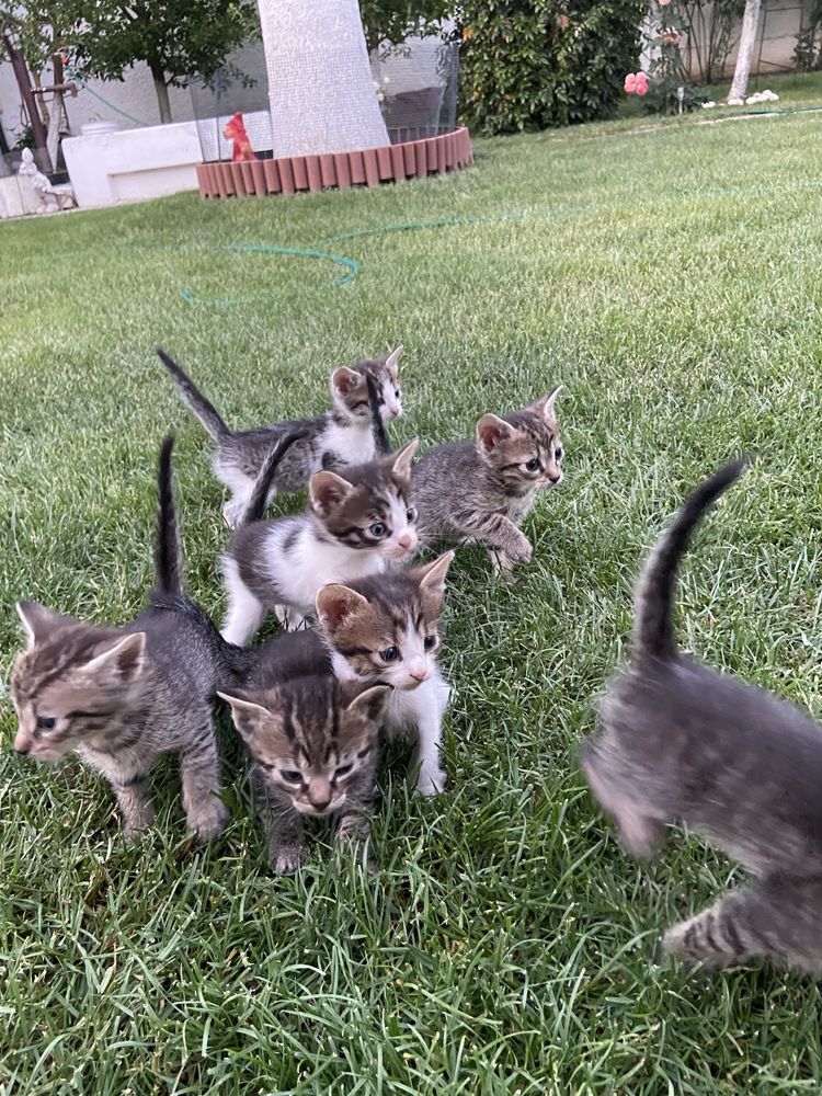 Dau spre adopție 6 pui de pisică în vârstă de 1 lună și câteva zile