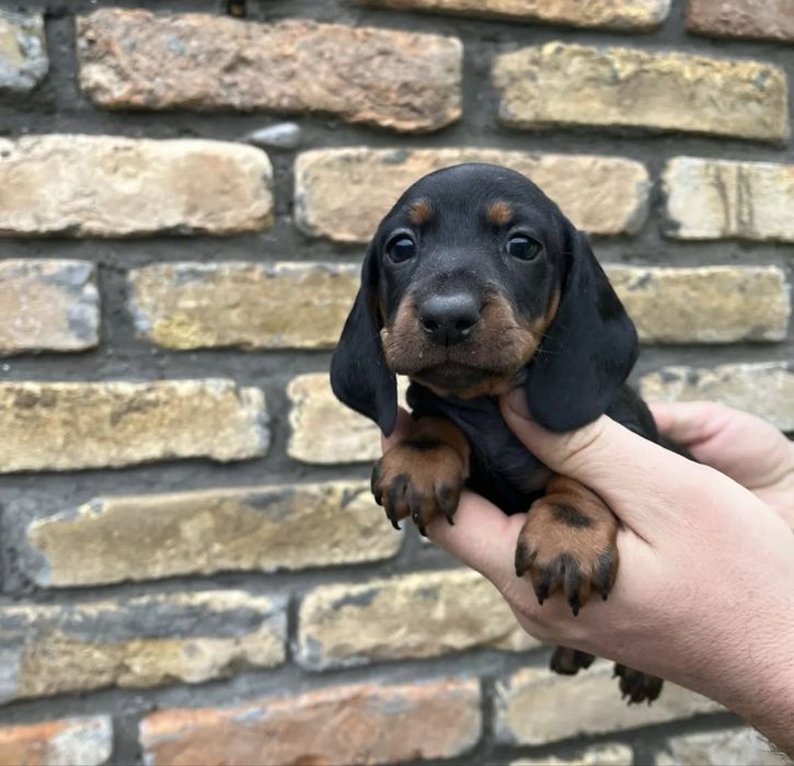 Fetita teckel superba