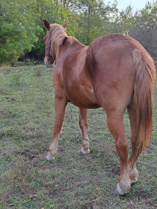 Vând iapa foarte cuminte