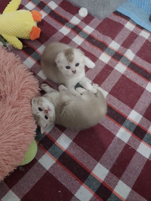 Котята шиншиллы серые и рыжие
