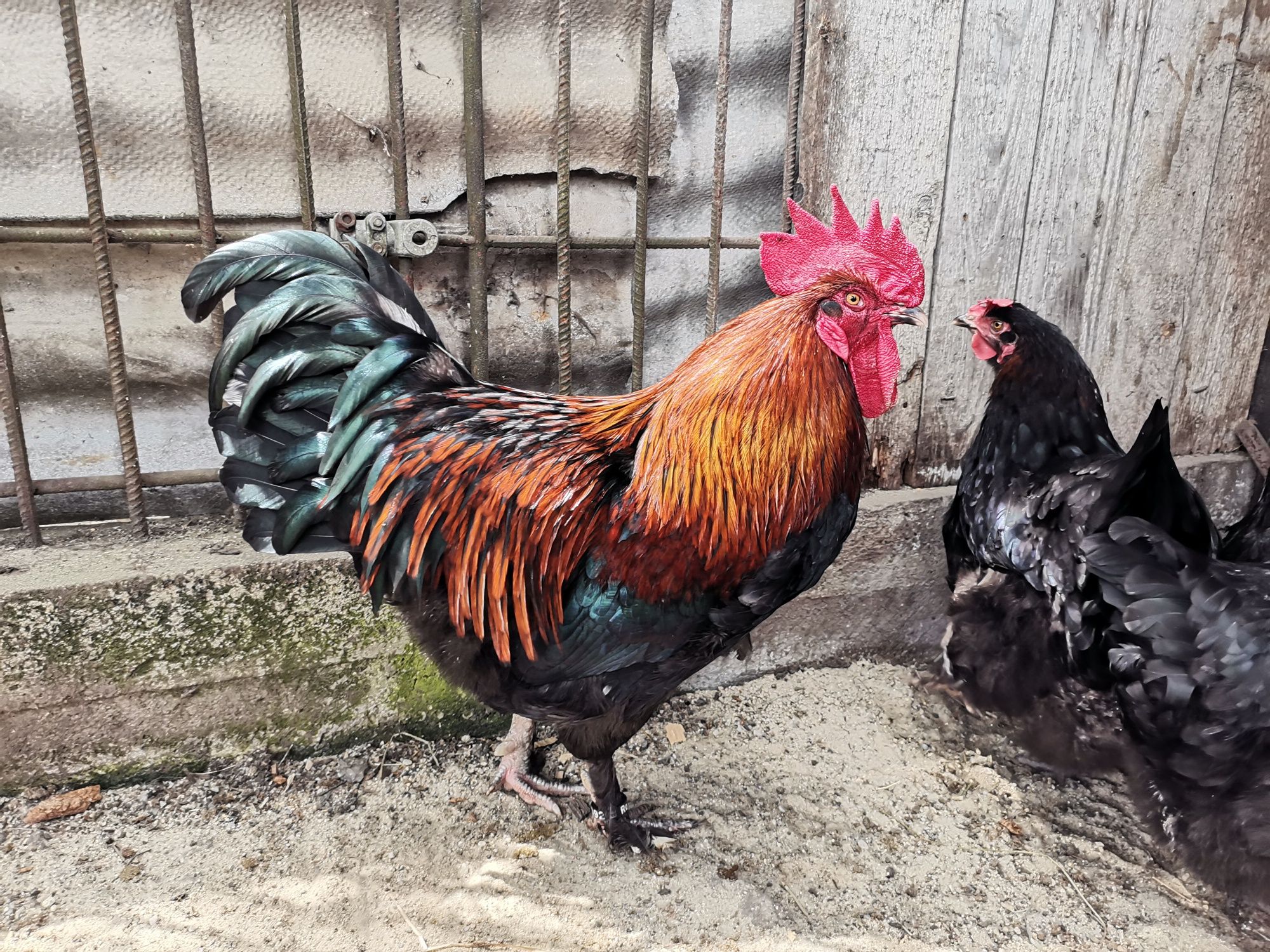 Familie Marans negru-arămiu