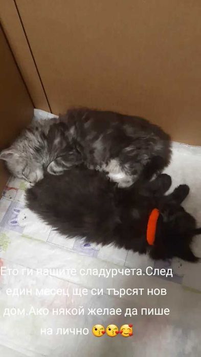 Мейн кунчета много сладки