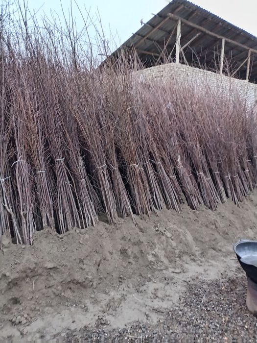 Qora gilos ali Vali gilos