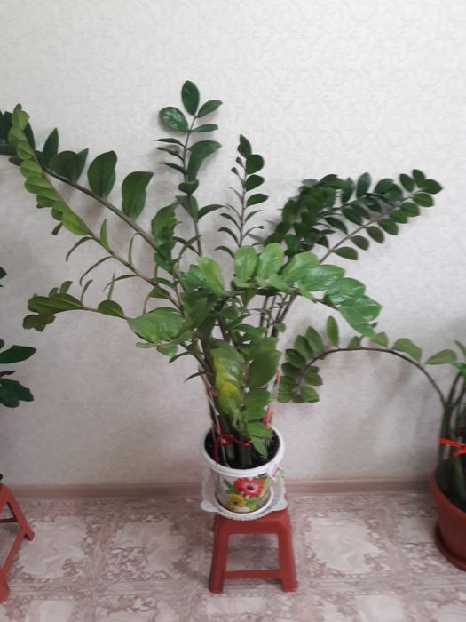 Продам комнатное растение замиакулькас