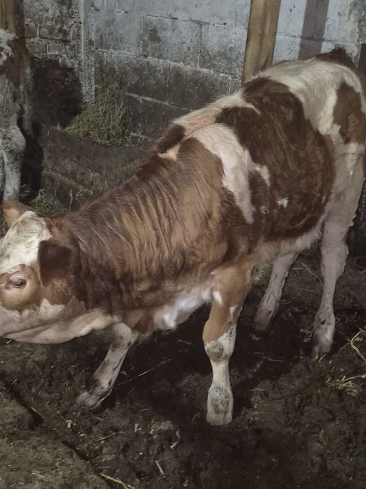 Vand vitele baltate romanesti