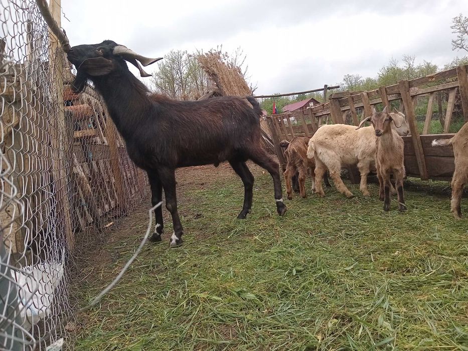 Vând mielute si berbecuți oacesi si brezi dar si iezi